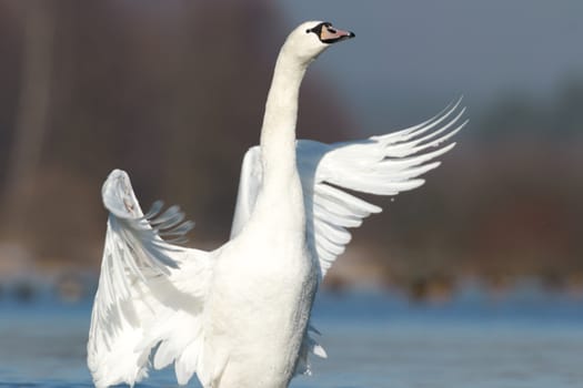 swan on blue lake water in sunny day, swans on pond, nature series