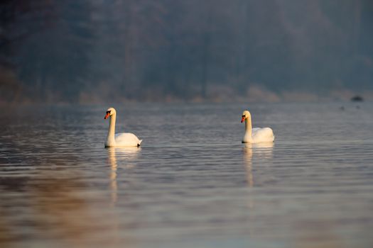 swan on blue lake water in sunny day, swans on pond, nature series