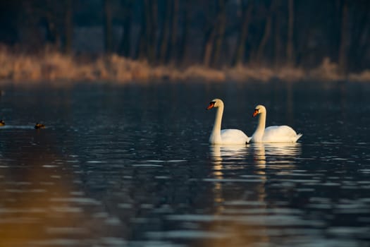 swan on blue lake water in sunny day, swans on pond, nature series