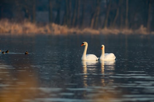 swan on blue lake water in sunny day, swans on pond, nature series