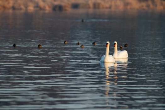 swan on blue lake water in sunny day, swans on pond, nature series