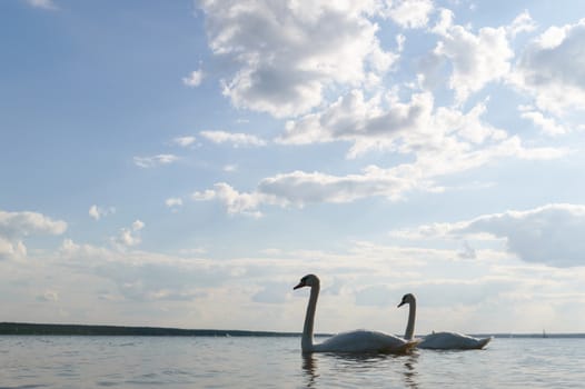 swan on blue lake water in sunny day, swans on pond, nature series