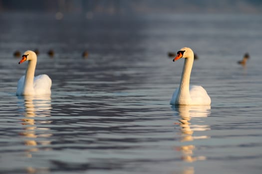 swan on blue lake water in sunny day, swans on pond, nature series