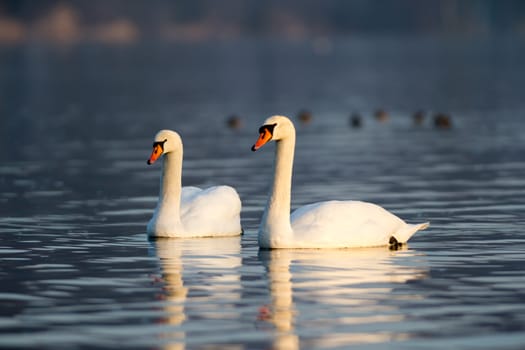 swan on blue lake water in sunny day, swans on pond, nature series