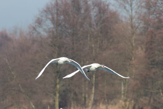 swan on blue lake water in sunny day, swans on pond, nature series