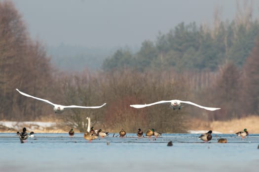 swan on blue lake water in sunny day, swans on pond, nature series