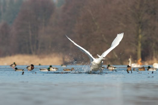 swan on blue lake water in sunny day, swans on pond, nature series