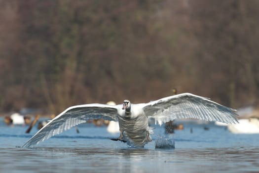 swan on blue lake water in sunny day, swans on pond, nature series