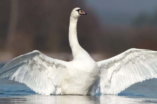 swan on blue lake water in sunny day, swans on pond, nature series