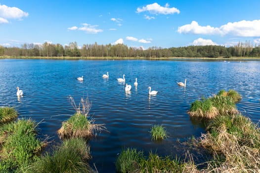 swans on blue lake water in sunny day, swans on pond, nature series