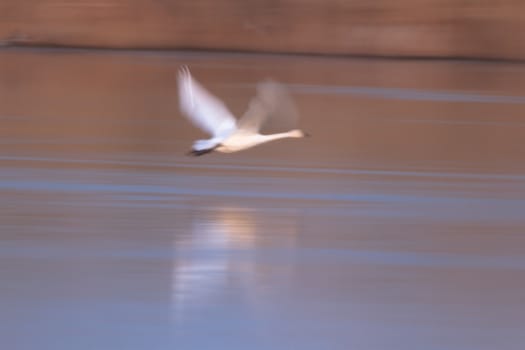 swan on blue lake water in sunny day, swans on pond, nature series