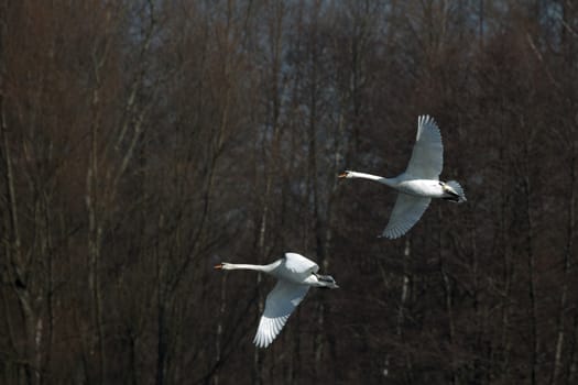 swan on blue lake water in sunny day, swans on pond, nature series