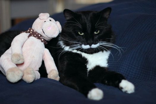 black and white cat with plush mustache and expressive eyes