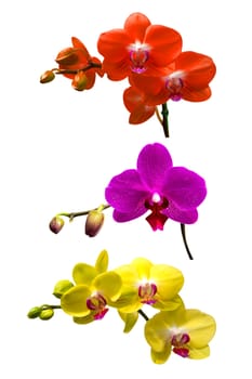 Orchid isolated on white background.Orchid set