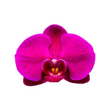 Orchid isolated on background.