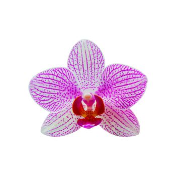 Orchid isolated on background.