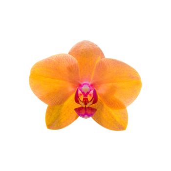 Orchid isolated on background.