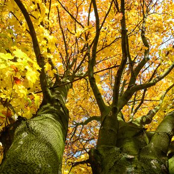 old big tree on color background with blue sky