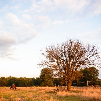 old big tree on color background with blue sky