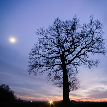 old big tree on color background with blue sky