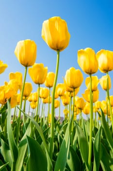 Colorful tulips, tulips in spring.