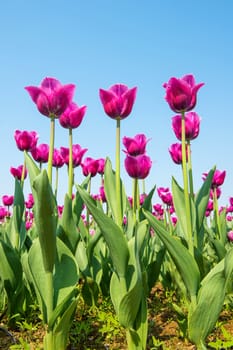 Colorful tulips, tulips in spring.