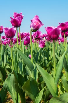 Colorful tulips, tulips in spring.