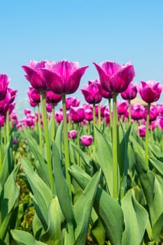 Colorful tulips, tulips in spring.