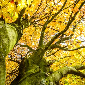 old big tree on color background with blue sky