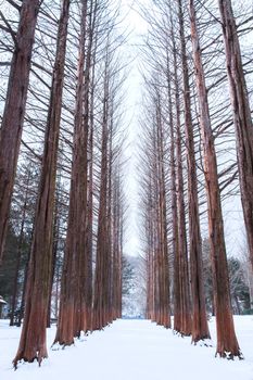 Nami island in Korea,Row of pine trees in winter.