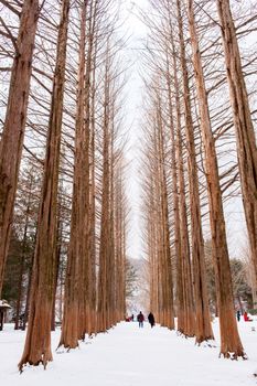 NAMI ISLAND - SOUTH KOREA - JANUARY 19: Tourists taking photos of the beautiful scenery around Nami Island on January 19, 2015, South Korea.