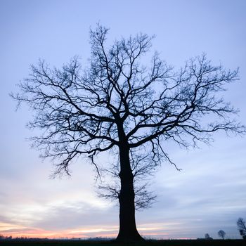 old big tree on color background with blue sky