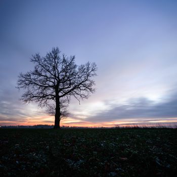 old big tree on color background with blue sky