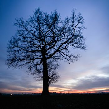 old big tree on color background with blue sky