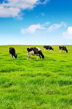 Cows on a green field.