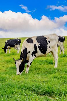 Cows on a green field.