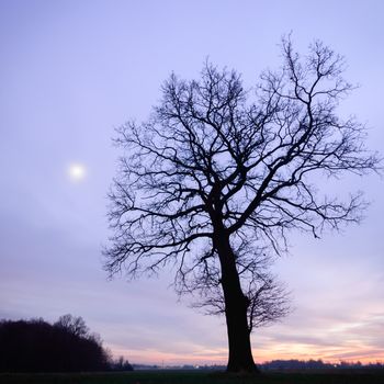 old big tree on color background with blue sky