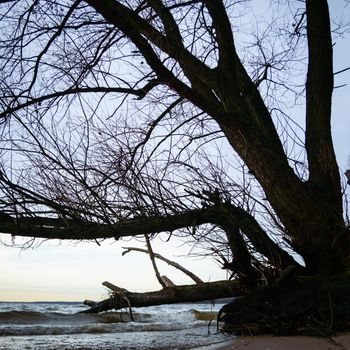 old big tree on color background with blue sky