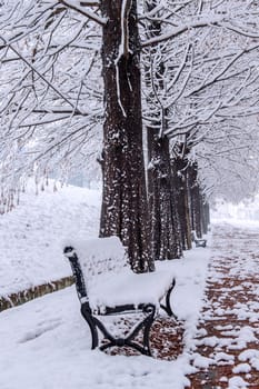 View of bench and trees with falling snow.
