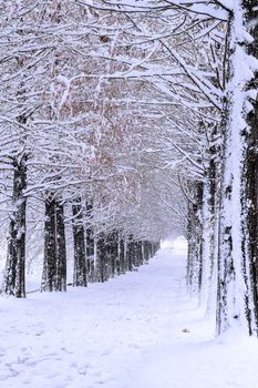 Row of trees in Winter with falling snow.