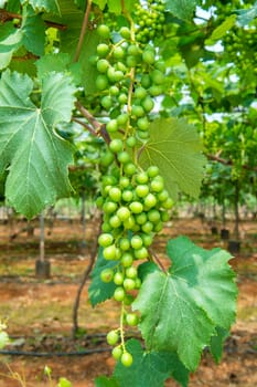 young green grapes.