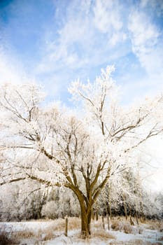 old big frozen tree on color background with blue sky