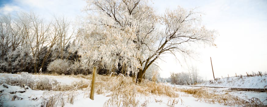 old big frozen tree on color background with blue sky