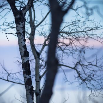 old tree  branches on color background with blue sky, nature series