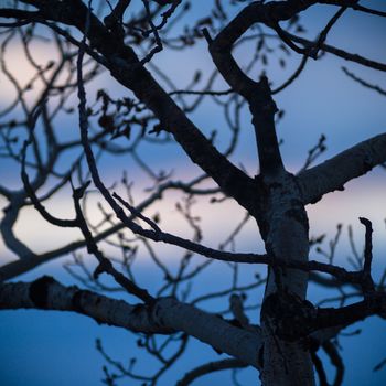 old tree  branches on color background with blue sky, nature series