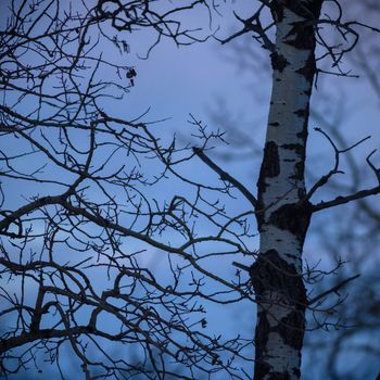 old tree  branches on color background with blue sky, nature series