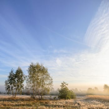 morning fog over a meadow, nature series