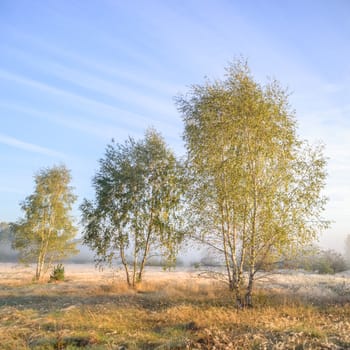 morning fog over a meadow, nature series