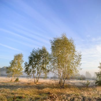 morning fog over a meadow, nature series