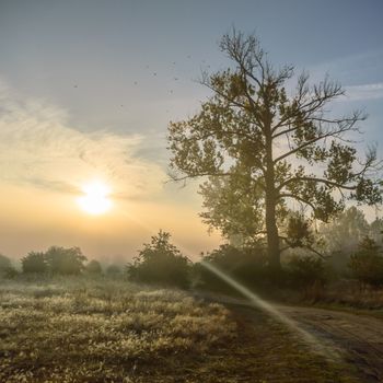 morning fog over a meadow, nature series